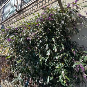 ハーデンベルギア（小町藤）,グリーンカーテンの画像