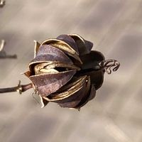 サルスベリ,お出かけ先にての画像