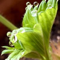 イチゴ,カーネーション,スミレ,朧月,多肉植物の画像