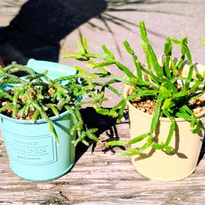 リプサリス,リプサリス ピロカルパ,リプサリス エワルディアナ,多肉植物,100均の画像