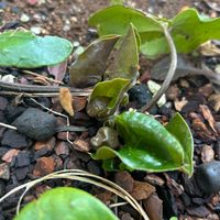 パンダカンアオイ,カンアオイ,山野草,つぼみ,庭の画像