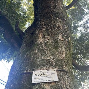 タブノキ,曽我八幡宮,巨木古木の木曜日,木曜日は木の画像