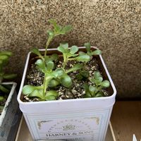 ムスコーサ,アドニス,サンデルシー,別名同種の多肉さん,ニョロン(26日)の日の画像