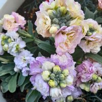 ストック,魚柳梅,寄せ植え,多肉多肉多肉,ツタの画像