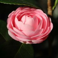 シクラメン,ローズゼラニウム,オトメツバキ,花のある暮らし,春が待ち遠しいの画像