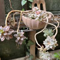  ブロンズ姫,多肉植物,シェードガーデン,放置栽培,ズボラガーデナーの画像