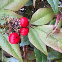 ナンテンの画像