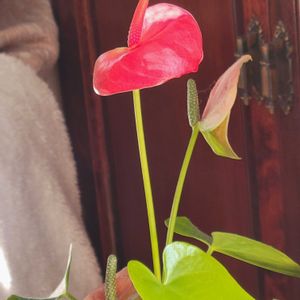 アンスリウム,リビングの画像