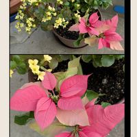 カランコエ,ジンチョウゲ,ポインセチア,スイセン ペーパーホワイト,木曜日は桃色の画像