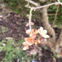 オオデマリの画像