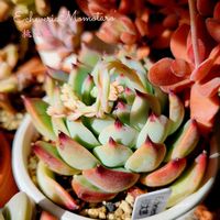 桃太郎,フェンウッド,パキポディウム・グラキリス,パキポディウム グラキリス,エケベリア 桃太郎の画像