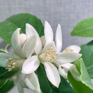 レモン,ミニ盆栽,バルコニー/ベランダの画像