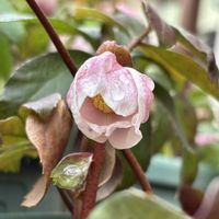 クリスマスローズ,マンリョウ,クリスマスローズ ニゲル,クリスマスローズ ダブル,ピンクニゲルの画像