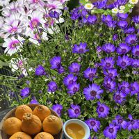 サイネリア,サイネリア,デコポン,デコポン,お花屋さんの画像