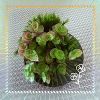 コケ玉,カリシア,観葉植物,一期一会,ＧＳの繋がりに感謝✨の画像