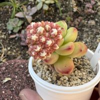 no green no life,多肉の花芽,信楽狸倶楽部,京都タニラー,❁春の花芽祭りの画像