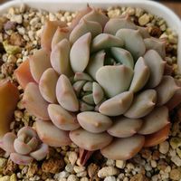 ガーデンシクラメン,ガーデンシクラメン,月美人,クララ,多肉植物の画像