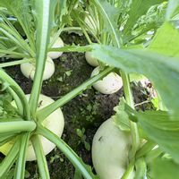 カブ,ダイソー,百均出身,家庭菜園の画像
