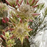 アネモネ,セルリア,アネモネ・凛々花,セルリア プリティーピンク,アネモネ  チョコレートの画像