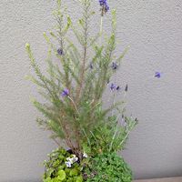 オキザリス,ラベンダー,レースラベンダー,パンダスミレ,ライスフラワーの画像