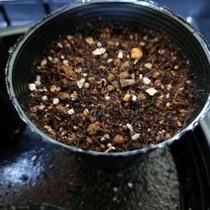 ミニトマトの画像