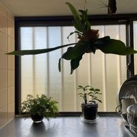 メラノクラテル,コーヒーの木,ダバリア　ラビットフッド,多肉植物,エアプランツの画像