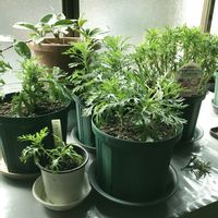 オレガノ,葉牡丹,蝋梅,ラベーンダー,アリッサム、ジユリアンの画像