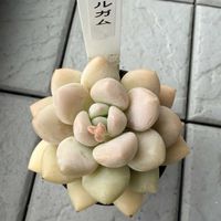 多肉植物,花芽,多肉花芽の画像