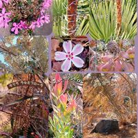 バンクシア,ジャカランダ,キリラ ラセミフローラ,アデナンサス クニングハーミル,GSのみなさんに感謝♡の画像