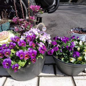 パンジー・ビオラ,寄せ植え,鉢植え,ハンギングバスケット,かわいい花の画像