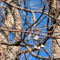 ナンキンハゼ,白い実,平和を願う,医療関係者に感謝,２０２０年５月同期の画像