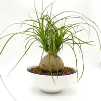 トックリラン(ポニーテール)の画像