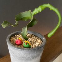 サボテン,ドラゴンフルーツ,ミニドラゴンフルーツ,エピフィルム フィランサス,多肉植物の画像