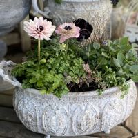 アネモネ,カレックス,ロータスブリムストーン,ロータスブリムストーン,セリフラミンゴの画像