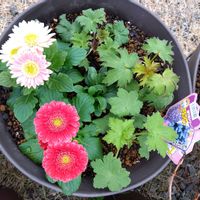 ガーベラ,デルフィニウム,寄植,ストック・パンジー,ジュリアン・葉牡丹の画像