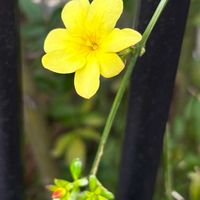 オウバイ,黄梅,黄色い花,黄色いお花,一輪目の画像