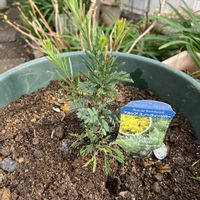 アカシア,ミモザ,アカシア スノーウィーリバー,鉢植え,ドライフラワー にする。の画像