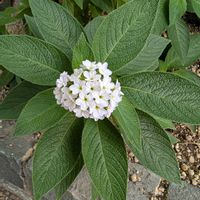 ネモフィラ,タンポポ,ヘリオトロープ,お散歩写真,北山緑化植物園の画像