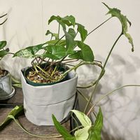 シンゴニウム,シンゴニウム・フレンチマーブル,観葉植物,植え替え,ジャングル化計画の画像