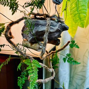 ツユクサ,苔(コケ),ガジュマル,トキワシノブ,テラリウムの画像