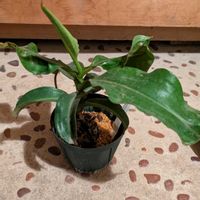 ウツボカズラの画像