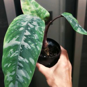 クワズイモ,フィロデンドロン,アロカシア,コロカシア,アロイド属の画像