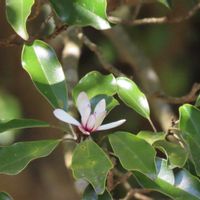 オガタマノキ,キュンキュン乙女倶楽部,里山大好き協会,木曜日は木に咲く花,多様性を愛する会の画像