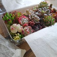 多肉植物,カット苗の画像