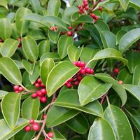 アオキ,クロガネモチ,キュンキュン乙女倶楽部,春よ来い,キュンキュン乙女倶楽部No.0278の画像