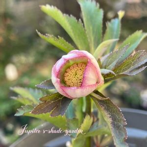 クリスマスローズ,ナチュラルガーデン,ジャンクガーデン,シェードガーデン,ナチュラルスタイルの画像