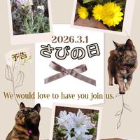 シラー,福寿草,福寿草,フレンチラベンダー,さび猫の画像