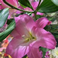 カサブランカ,鮮やか ,大輪,カラフル,花屋の画像