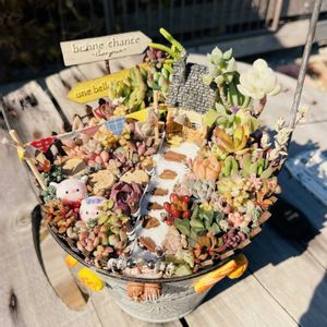 可愛い多肉ちゃん❤︎,多肉箱庭,キュンキュン♡,可愛い紅葉♡,無造作が素敵♡の画像