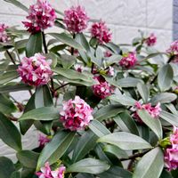 ジンチョウゲ,ジンチョウゲ,トキワシノブ,トキワシノブ,沈丁花の画像